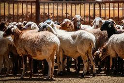 آمادگی برای تامین دام و گوشت / واردات و توزیع بدون مشکل در جریان است