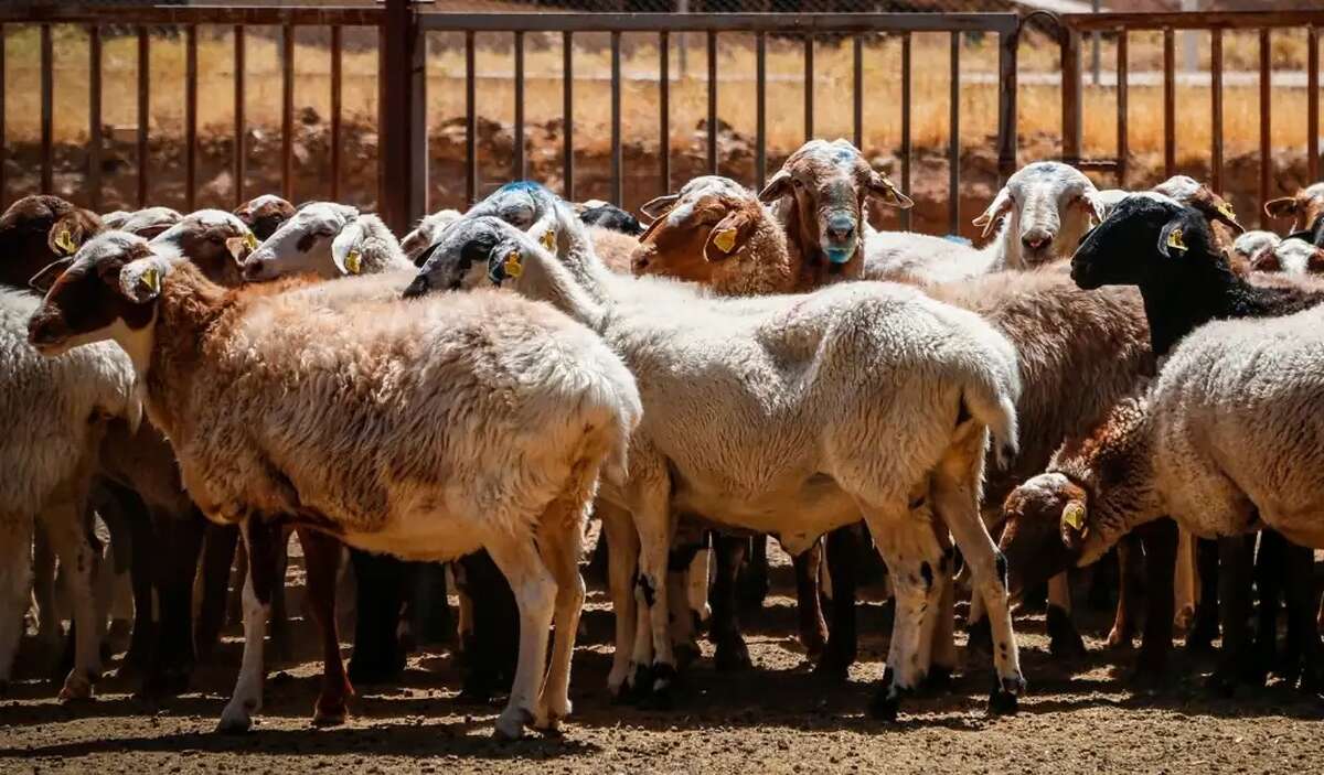 آمادگی برای تامین دام و گوشت / واردات و توزیع بدون مشکل در جریان است