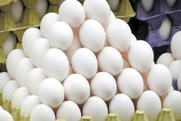 آرامش نسبی در بازار تخم‌مرغ/ صادرات از سر گرفته شد