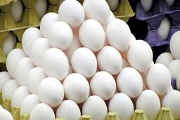 آرامش نسبی در بازار تخم‌مرغ/ صادرات از سر گرفته شد