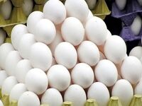 آرامش نسبی در بازار تخم‌مرغ/ صادرات از سر گرفته شد