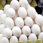 آرامش نسبی در بازار تخم‌مرغ/ صادرات از سر گرفته شد