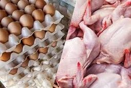 انفجار قیمت نهاده‌های دامی / جهش ۴ برابری در یک سال رقم خورد