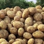 سیب‌زمینی تنظیم بازاری توزیع می‌شود/ قیمت جدید