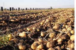 وعده ارزانی سیب‌زمینی تا آخر هفته / از مزرعه تا مغازه چقدر فاصله است؟