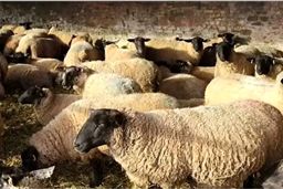 قیمت دام زنده امروز دوشنبه ۱۰ فروردین ۱۴۰۵