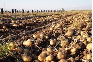 صادرات سیب‌زمینی ممنوع شد/ جزییات