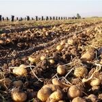 صادرات سیب‌زمینی ممنوع شد/ جزییات
