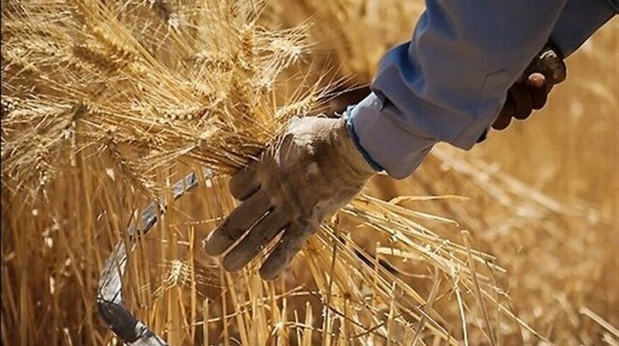 خبر مهم برای گندمکاران/ نرخ جدید گندم اعلام شد + جزییات مصوبه دولت