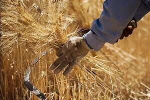خبر مهم برای گندمکاران/ نرخ جدید گندم اعلام شد + جزییات مصوبه دولت