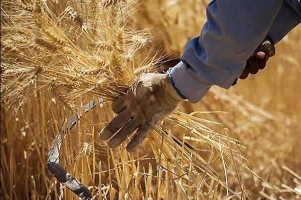 خبر مهم برای گندمکاران/ نرخ جدید گندم اعلام شد + جزییات مصوبه دولت