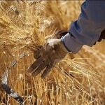خبر مهم برای گندمکاران/ نرخ جدید گندم اعلام شد + جزییات مصوبه دولت