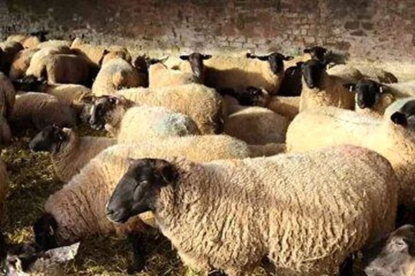 قیمت جدید دام زنده/ جدول