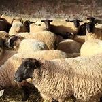 قیمت جدید دام زنده/ جدول