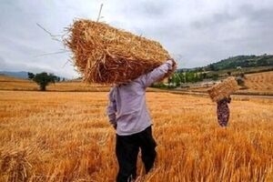 خبر مهم رییس سازمان برنامه برای گندمکاران/ زمان پرداخت کامل مطالبات گندمکاران اعلام شد