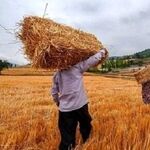 خبر مهم رییس سازمان برنامه برای گندمکاران/ زمان پرداخت کامل مطالبات گندمکاران اعلام شد