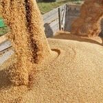 تولید داخل جایگزین 40 درصد جو وارداتی شد