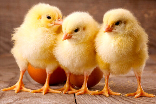 ممنوعیت صادرات جوجه یک‌روزه گوشتی