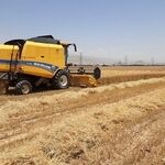 یک واریزی دیگر برای گندم‌کاران / طلب‌ها چقدر شد؟