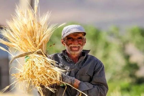 قیمت تضمینی گندم سال ۱۴۰۵ اعلام شد