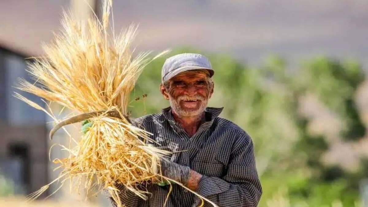 قیمت تضمینی گندم سال ۱۴۰۵ اعلام شد
