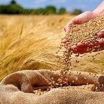 تعیین تکلیف قیمت گندم تا پایان شهریور /هزینه‌ تمام شده تولید گندم چند است؟