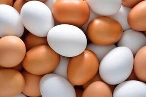 سرانه مصرف تخم مرغ در کشور ۱۵ کیلو است/ ظرفیت تولید سالانه ۲.۷ میلیون تن تخم‌مرغ در کشور وجود دارد