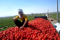 جدیدترین خبر دریاره ذخایر سیب‌زمینی، پیاز و گوجه/ قیمت گوجه‌فرنگی اعلام شد