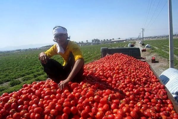 جدیدترین خبر دریاره ذخایر سیب‌زمینی، پیاز و گوجه/ قیمت گوجه‌فرنگی اعلام شد