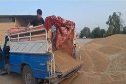 خبر مهم برای گندمکاران/ رقم پیشنهاد خرید تضمینی گندم اعلام شد