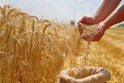 گندمکاران حتما بخوانند/ خبر مهم وزیر جهادکشاورزی درباره خرید تضمینی گندم