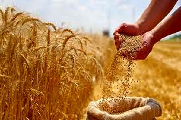 گندمکاران حتما بخوانند/ خبر مهم وزیر جهادکشاورزی درباره خرید تضمینی گندم