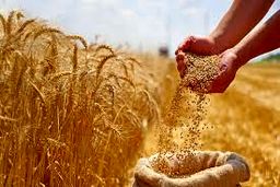 گندمکاران حتما بخوانند/ خبر مهم وزیر جهادکشاورزی درباره خرید تضمینی گندم