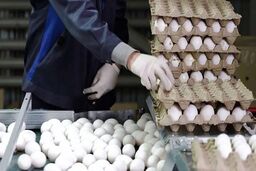 قیمت تخم مرغ دوباره افزایش می یابد؟