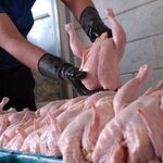  طلاکش: فروش مرغ کمتر از این رقم نباید اتفاق بیفتد