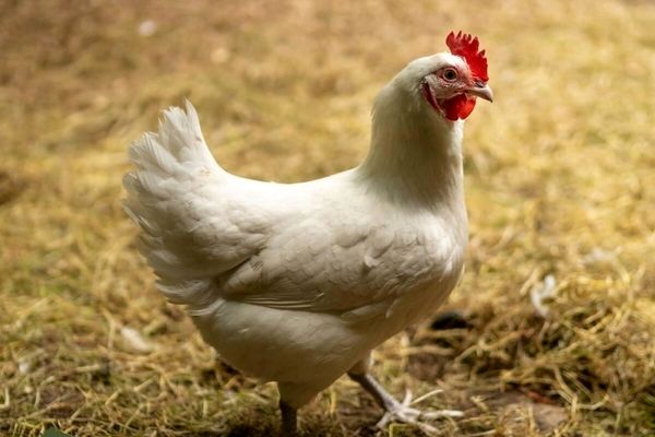 موافقت با صادرات گوشت مرغ بریده نشده به صورت مجاز مشروط