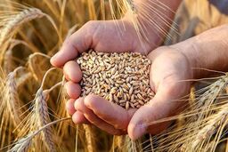 قیمت خرید تضمینی گندم اعلام شد