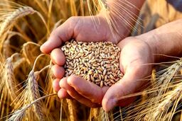 قیمت خرید تضمینی گندم اعلام شد