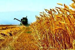 یک پیشنهاد جدی به دولت برای جلوگیری از سوداگری در بازار گندم/ حتما این کار را انجام دهید؛ وگرنه گندم‌ها خوراک دام می‌شود!