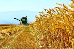 یک پیشنهاد جدی به دولت برای جلوگیری از سوداگری در بازار گندم/ حتما این کار را انجام دهید؛ وگرنه گندم‌ها خوراک دام می‌شود!