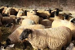 قیمت جدید دام زنده امروز ۲۹ اسفندماه ۱۴۰۴/ قیمت گوسفند چه تغییری کرد؟