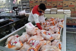 مرغ‌های منقضی‌شده وارد بازار شد؟/ توضیح دامپزشکی درباره مصرف خانگی گوشت بوفالو
