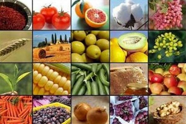 جهش تولید کشاورزی به 130 میلیون تن در سایه جنگ و خشکسالی