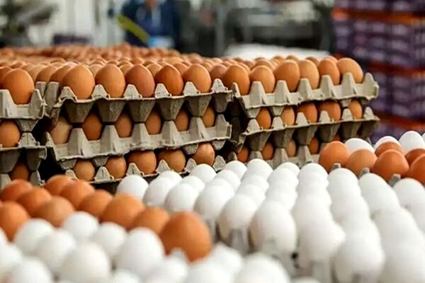 قیمت جدید هر شانه تخم مرغ برای مصرف کننده اعلام شد