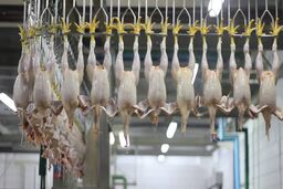 هشدار قرمز در بازار گوشت/ سینه و ران مرغ‌ها به کجا می‌رود؟