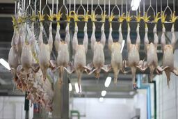 هشدار قرمز در بازار گوشت/ سینه و ران مرغ‌ها به کجا می‌رود؟