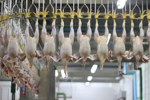 هشدار قرمز در بازار گوشت/ سینه و ران مرغ‌ها به کجا می‌رود؟