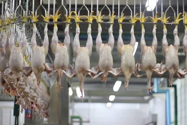 هشدار قرمز در بازار گوشت/ سینه و ران مرغ‌ها به کجا می‌رود؟